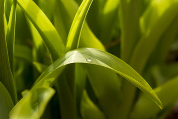 Fototapeta na wymiar Close-up of water drop on green leaf