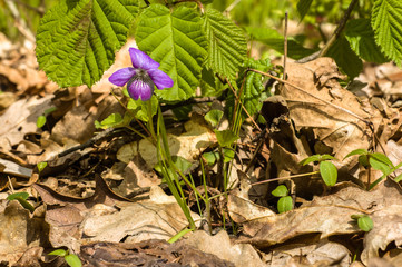 Fototapeta premium Violet in the spring forest