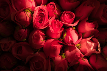 Red roses background Light shining to middle roses.