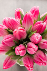 Obraz premium More tulip on the grey background.