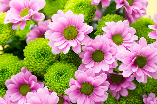 pink flowers are the best flowers for your garden - Easter, spring flowers background. More flowers.