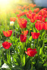 Field of red colored tulips 