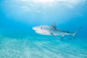 Tiger shark