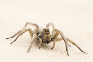 Wolf Spider in the sand in the desert of Texas