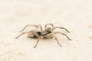 Wolf Spider in the sand in the desert of Texas