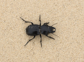 Big Black Ground Beetle - Pasimachus