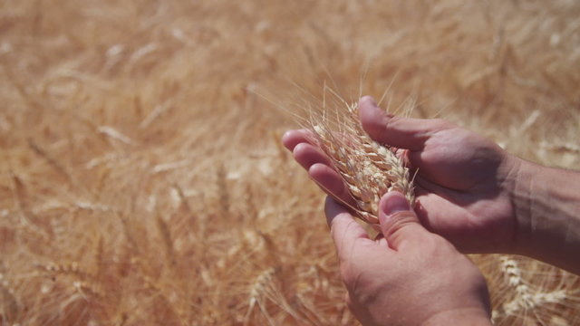 Hand holding wheat