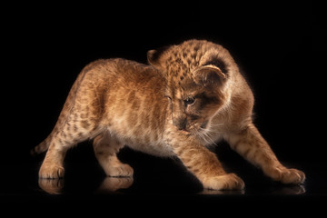 little lion cub  on black background