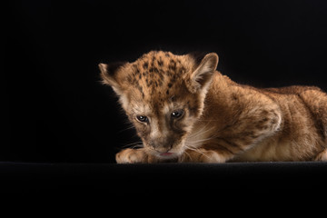 Obraz premium little lion cub on black background