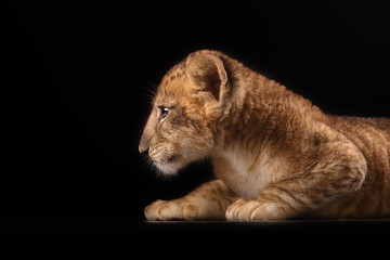 Plakat little lion cub on black background