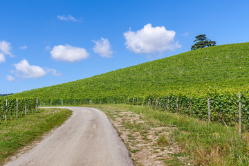 Obraz premium Rural road and vineyards in Italy.