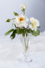 Beautiful white roses