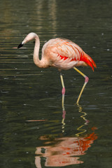 Fototapeta na wymiar Flamingo in water