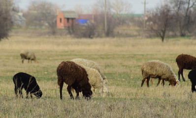 Sheep in the pasture
