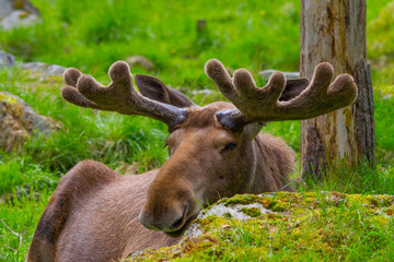 Male moose