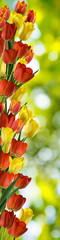 image of many tulips in the garden close-up