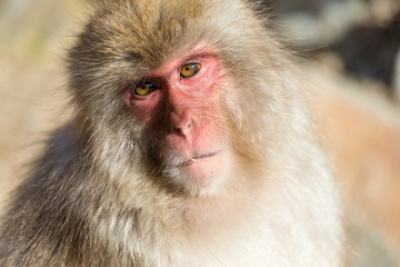 Japanese Monkey