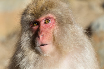 Japanese Monkey close up