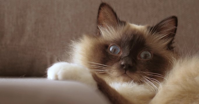 Beautiful long hair cat relaxing on the sofa at home, he is lying down and looking at camera