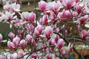 Магнолия 