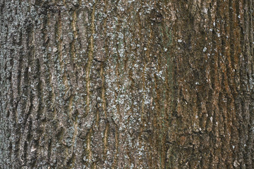 Obraz premium кора, текстура натуральная