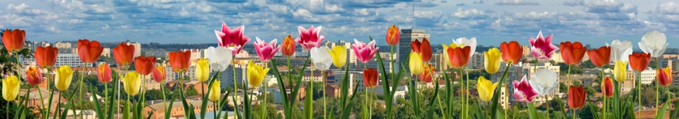 image of many tulips on city background