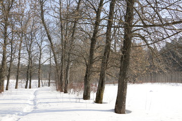 Деревья в лесу в солнечный день ранней весной