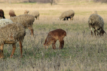 Fototapeta premium Sheep in the pasture