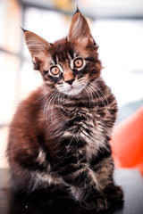 Maine Coon kitten on black table