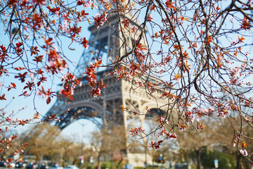 Cherry blossom in Paris