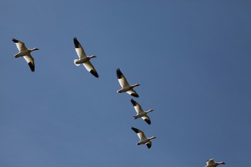 Schneegänse (Anser caerulescens) im Formationsflug, ziehende Zugvögel in Kanada