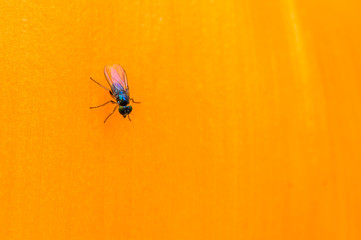 Detalhe de flor Strelitzia.