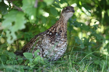 Young Canada grouse (Falcipennis canadensis)