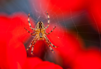 Spinne © Photocreatief