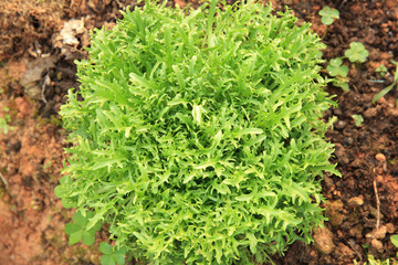 Ruccola plants in growth at garden