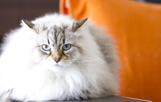 siberian cat, long haired kitten white neva masquerade version