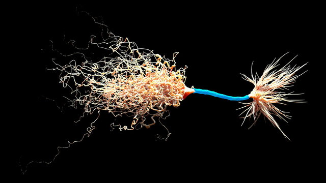 Neuron with Myelin Sheath