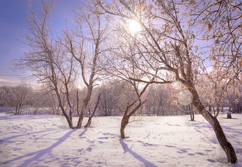 Winter trees in a sunlight