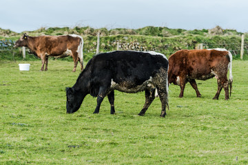 Herd of cows grazing on green grass