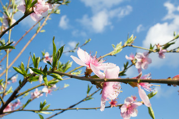 Peach branch blossoming on a sky background