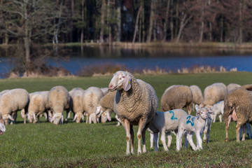 Schafherde auf der Wiede