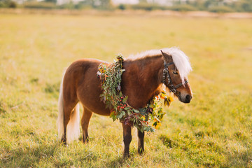 Little pony with flowers on the sunny green field