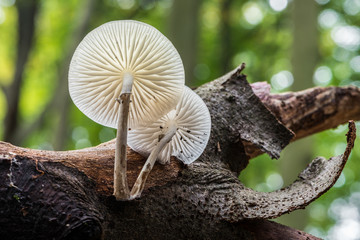 Buchen-Schleimrübling (Oudemansiella mucida) an einer Buche