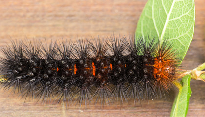 Lagarta com espinhos.