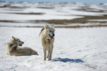Obraz premium Siberian Husky in snow