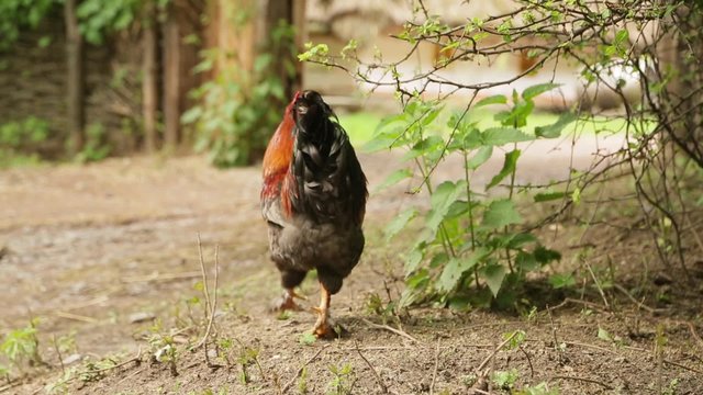 Cock walking on the ground close up.