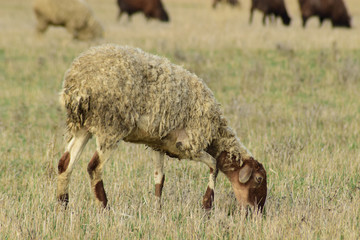 Naklejka na ściany i meble Sheep in the pasture