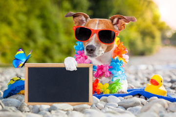 summer vacation dog