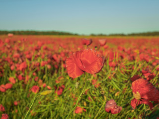 bright red poppies in the countryside near a forest