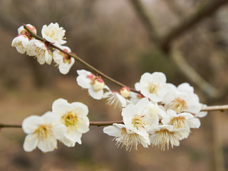 梅の花　白加賀